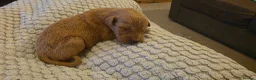 Labradoodle dogs for sale: F1B Labradoodle  - Advert 17