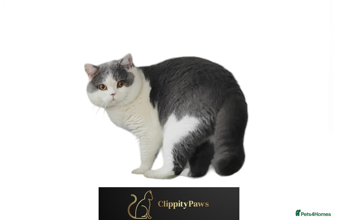 British Shorthair cats for stud: GCCF Registered Chunky British Shorthair Stud in Liverpool - Image 4
