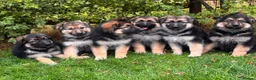 German Shepherd dogs for sale: Pedigree German shepherd puppies  in Ashford - Advert 5