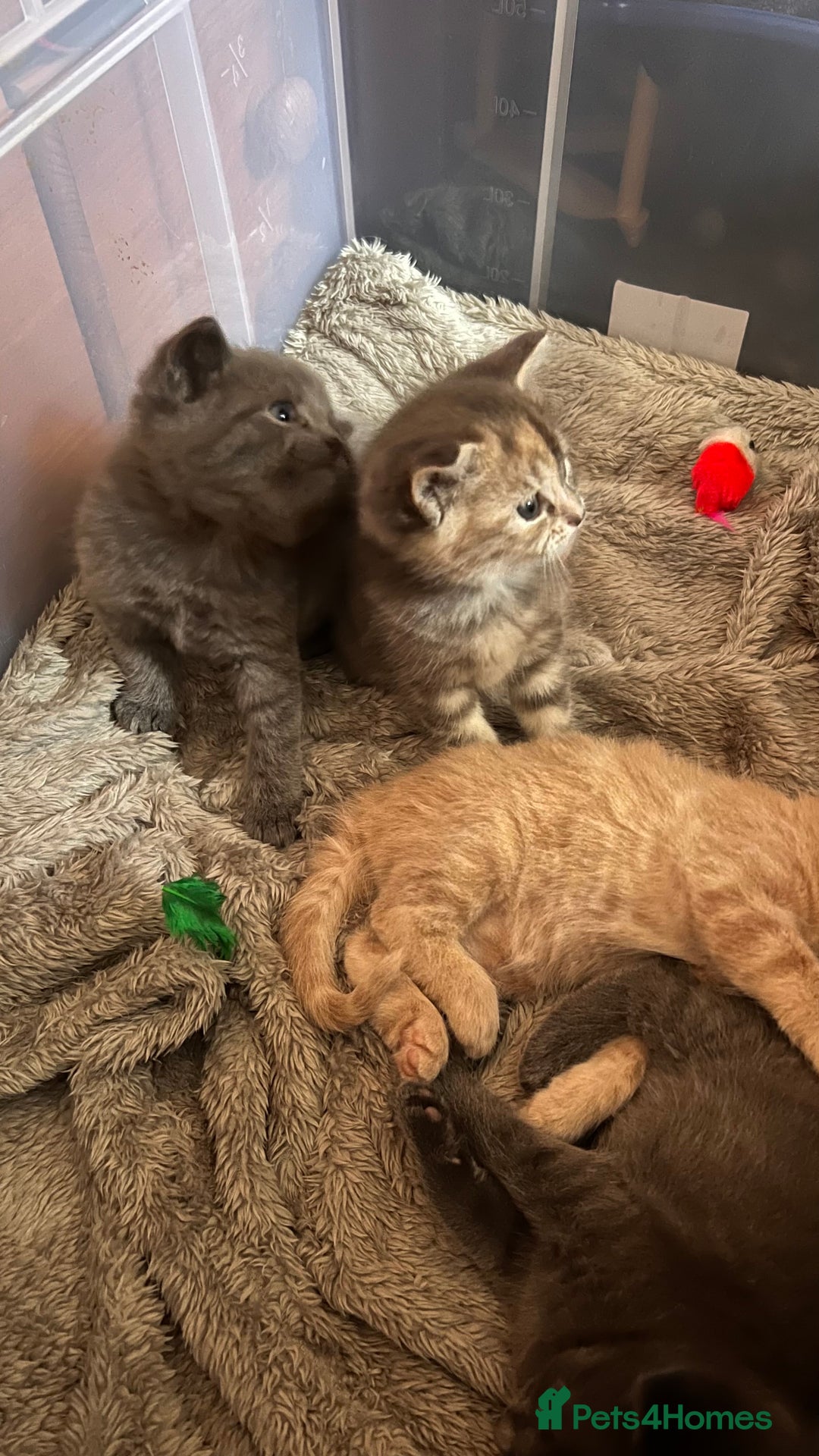 Mixed Breed cats for sale: Half mine coon half British  - Image 8