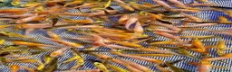 Koi Carp fish for sale: 1000’s Koi Fry 1-3 inches in Ormskirk - Advert 3