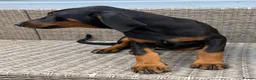 Dobermann dogs for sale: Champion and working lines KC Doberman litter - Advert 16
