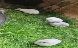 Quail poultry for sale: Chinise painted quail  - Image 6