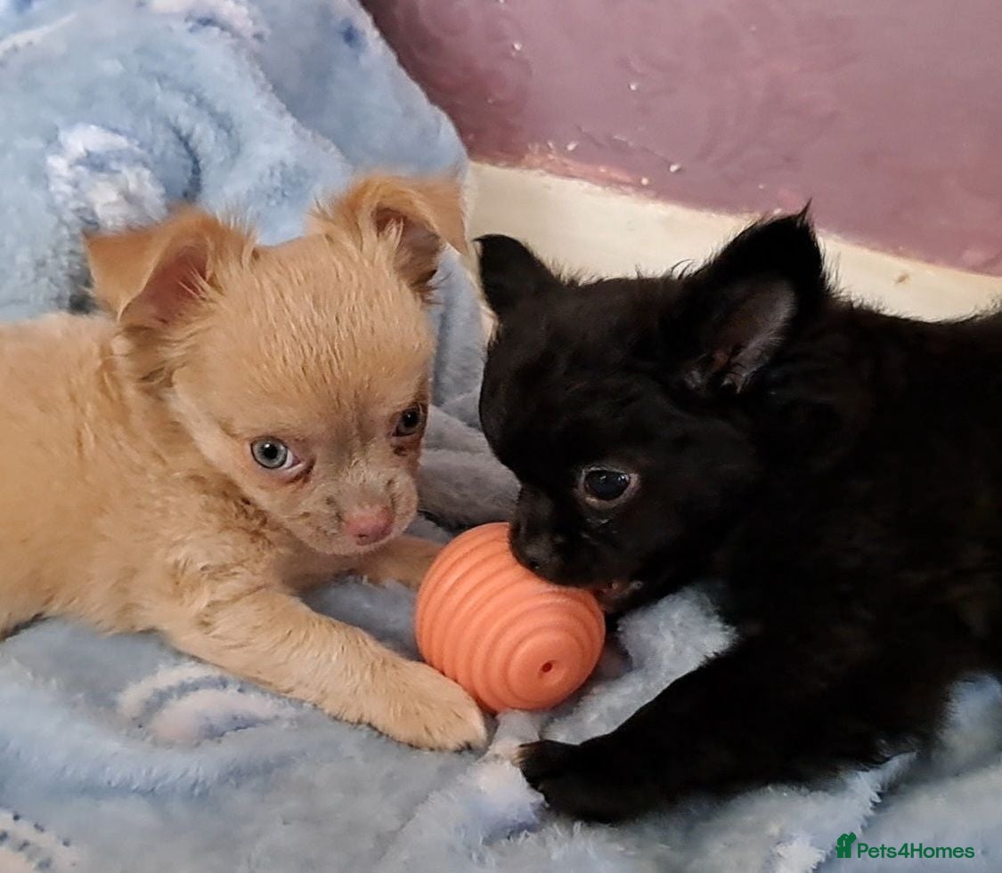 Chihuahua dogs Ready to leave now Long Coat Chihuahua pups  - Advert 8