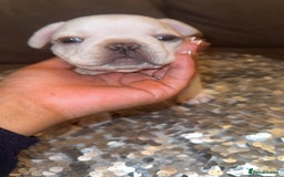 French Bulldog dogs for sale: 1 platinum male puppy - Image 1