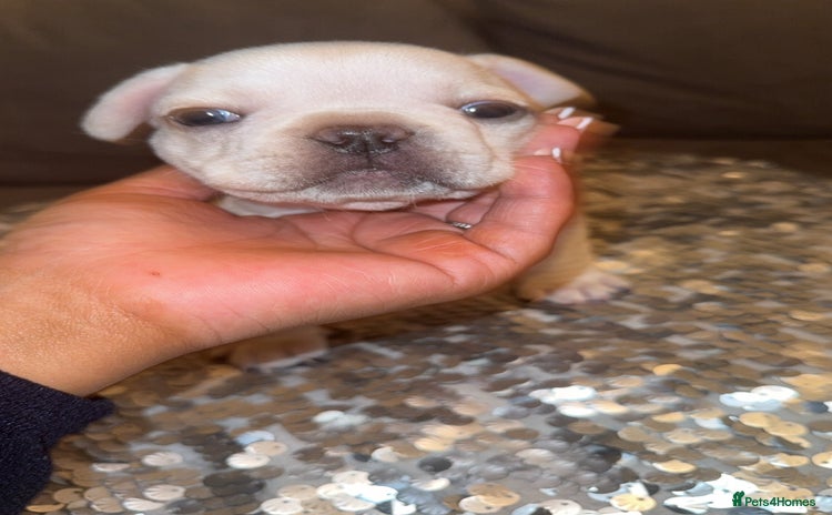 French Bulldog dogs - Advert 5