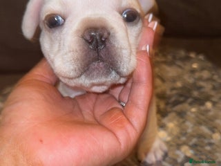 French Bulldog dogs - Advert 18