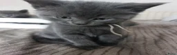 British Shorthair cats for sale: Reserve British Short-haired for forever home - Advert 6
