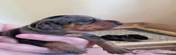 Jackshund dogs for sale: Dapple and black and tan Jackshund puppies - Advert 29