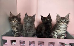 Maine Coon cats for sale: TICA REGISTERED MAINE COON KITTENS - Image 2
