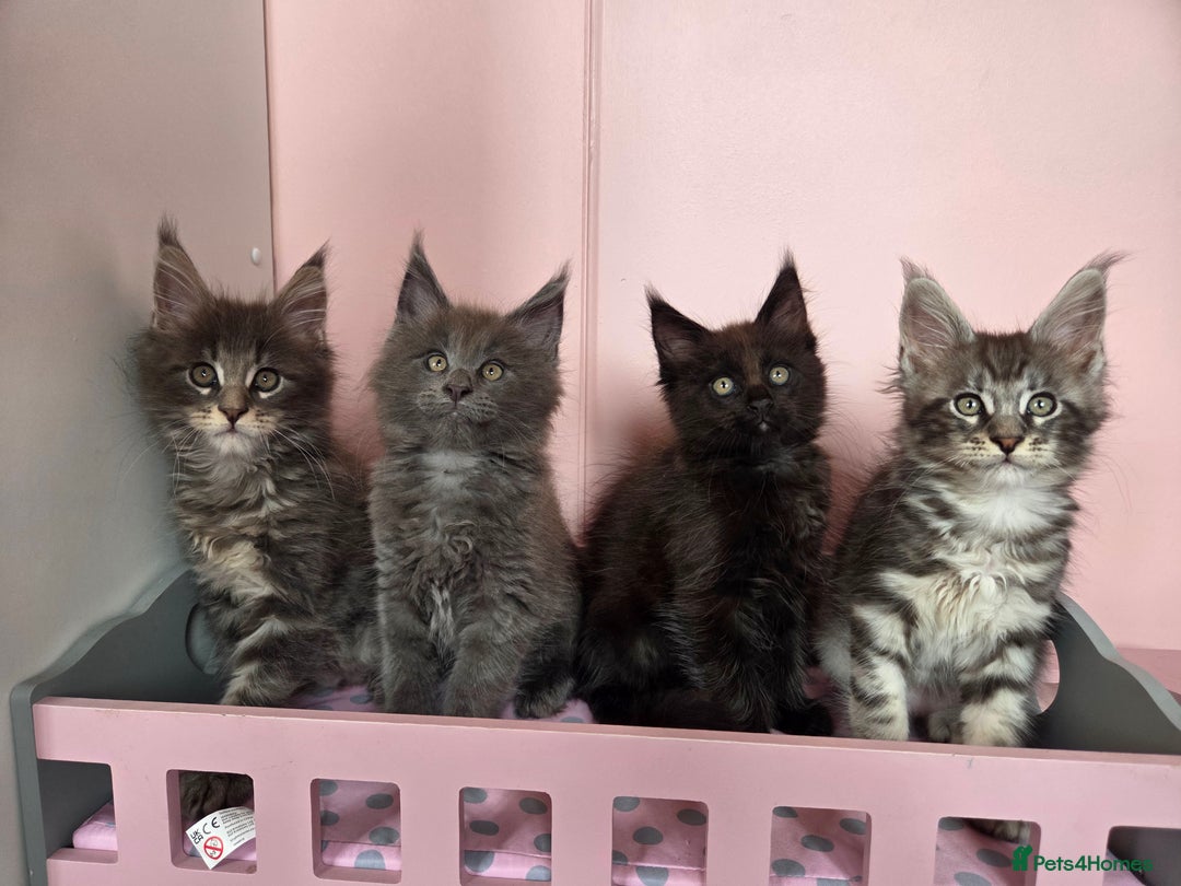 Maine Coon cats for sale: TICA REGISTERED MAINE COON KITTENS - Image 2