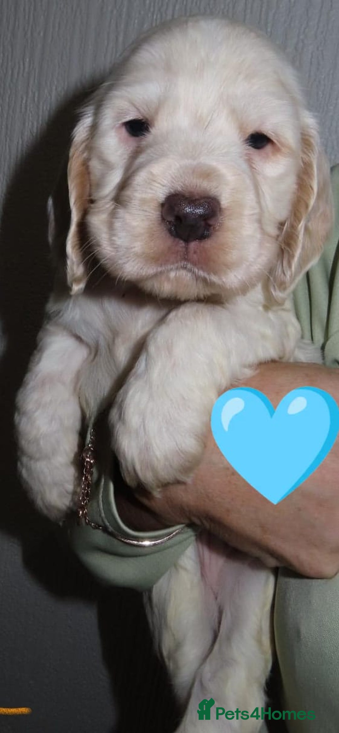 Cocker Spaniel dogs for sale: 🏆🏆Show Type Cocker Spaniel 🏆 - Advert 1