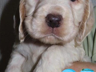 Cocker Spaniel dogs 🏆🏆Show Type Cocker Spaniel last boy AVAILABLE🏆 - Advert 6