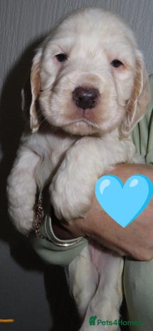 Cocker Spaniel dogs 🏆🏆Show Type Cocker Spaniel last boy AVAILABLE🏆 - Advert 14