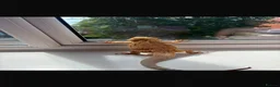 Bearded Dragon reptiles for sale: 1 and a half year old bearded dragon and set up  - Advert 4