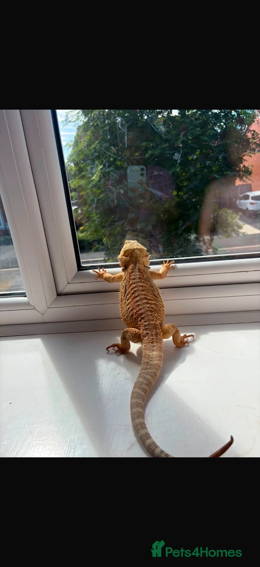 Bearded Dragon reptiles for sale: 1 and a half year old bearded dragon and set up  - Advert 4