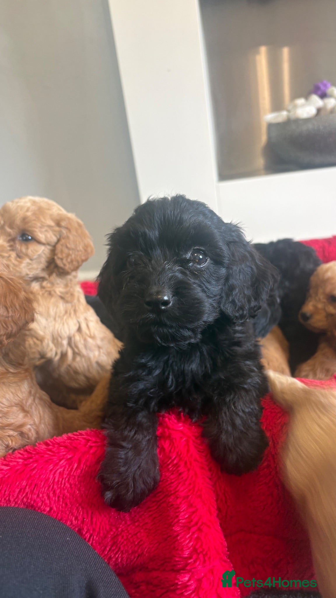 Cockapoo dogs Our Beautiful Cockapoo Puppys ❤️ - Advert 14