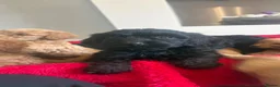 Cockapoo dogs for sale: Our Beautiful Cockapoo Puppys ❤️ - Advert 7