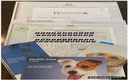 Cavapoo dogs for sale: Extensively Heslth Tested Cavapoo puppies  - Image 35