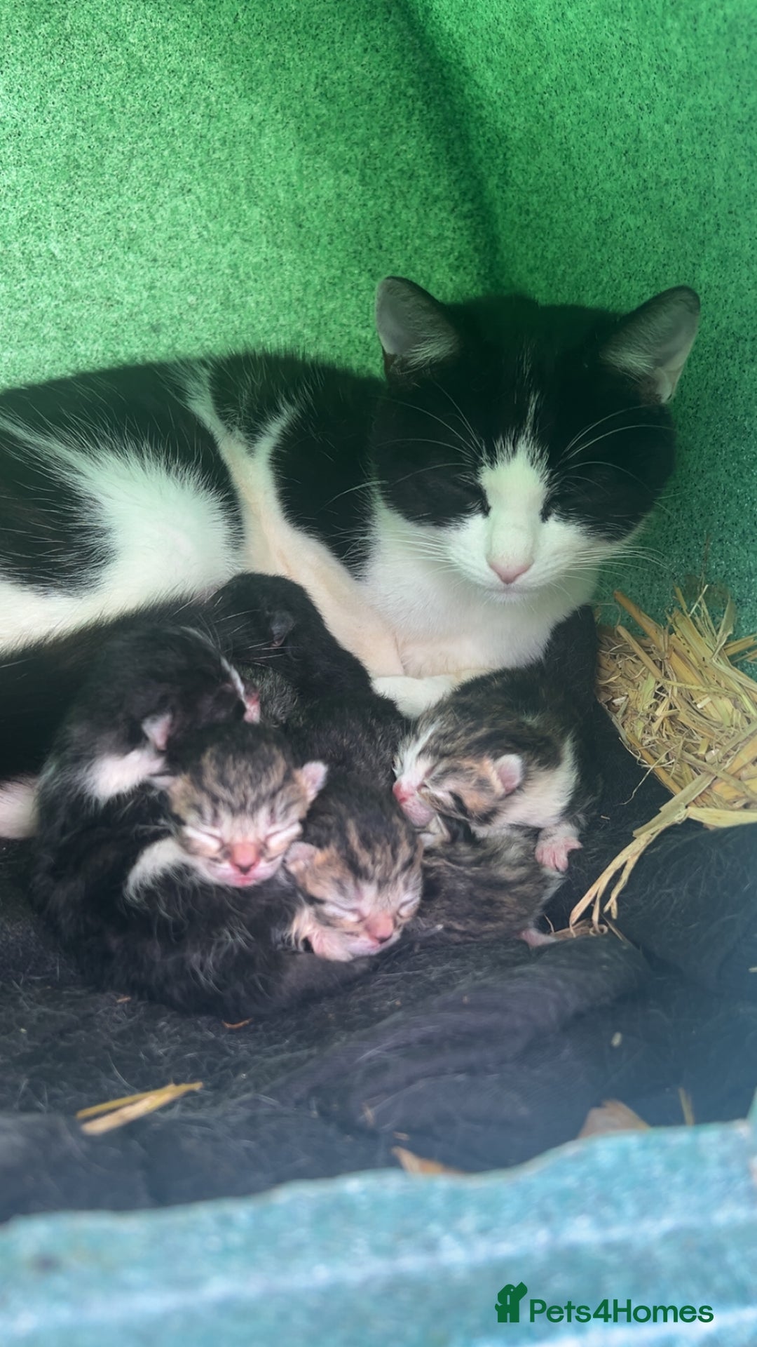 Mixed Breed cats for sale: 6 kittens for sale - Ready 16th December  - Advert 13