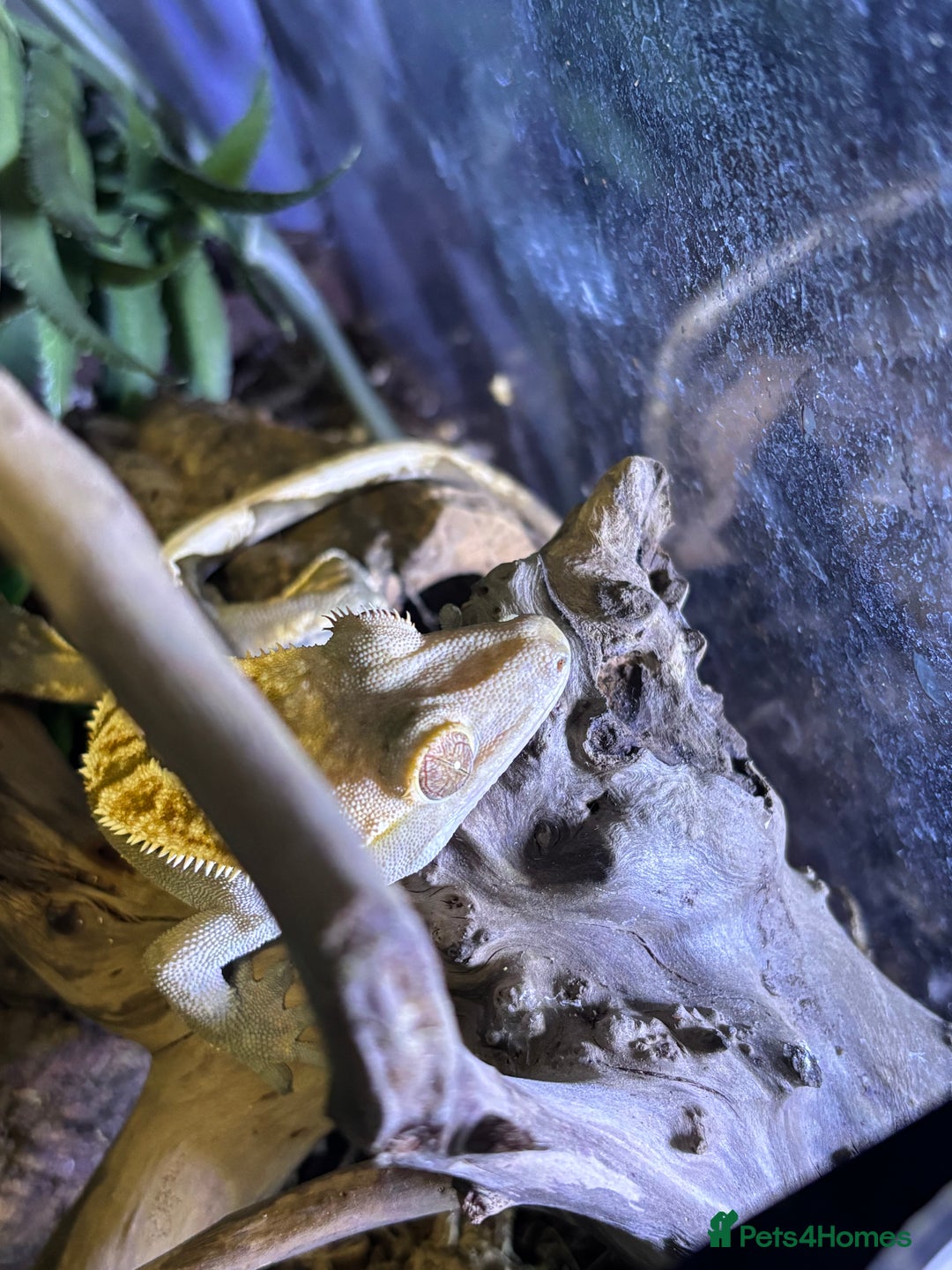 Gecko reptiles for sale: Male crested Gecko and full set up  - Advert 10