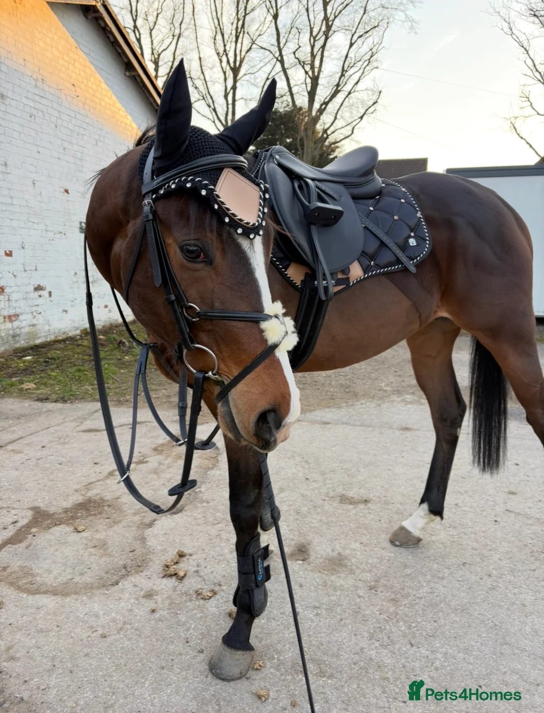 Irish Thoroughbred horses for sale: Beautiful rising 4 year old  - Advert 1