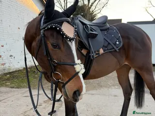 Irish Thoroughbred horses Beautiful rising 4 year old - Advert 1