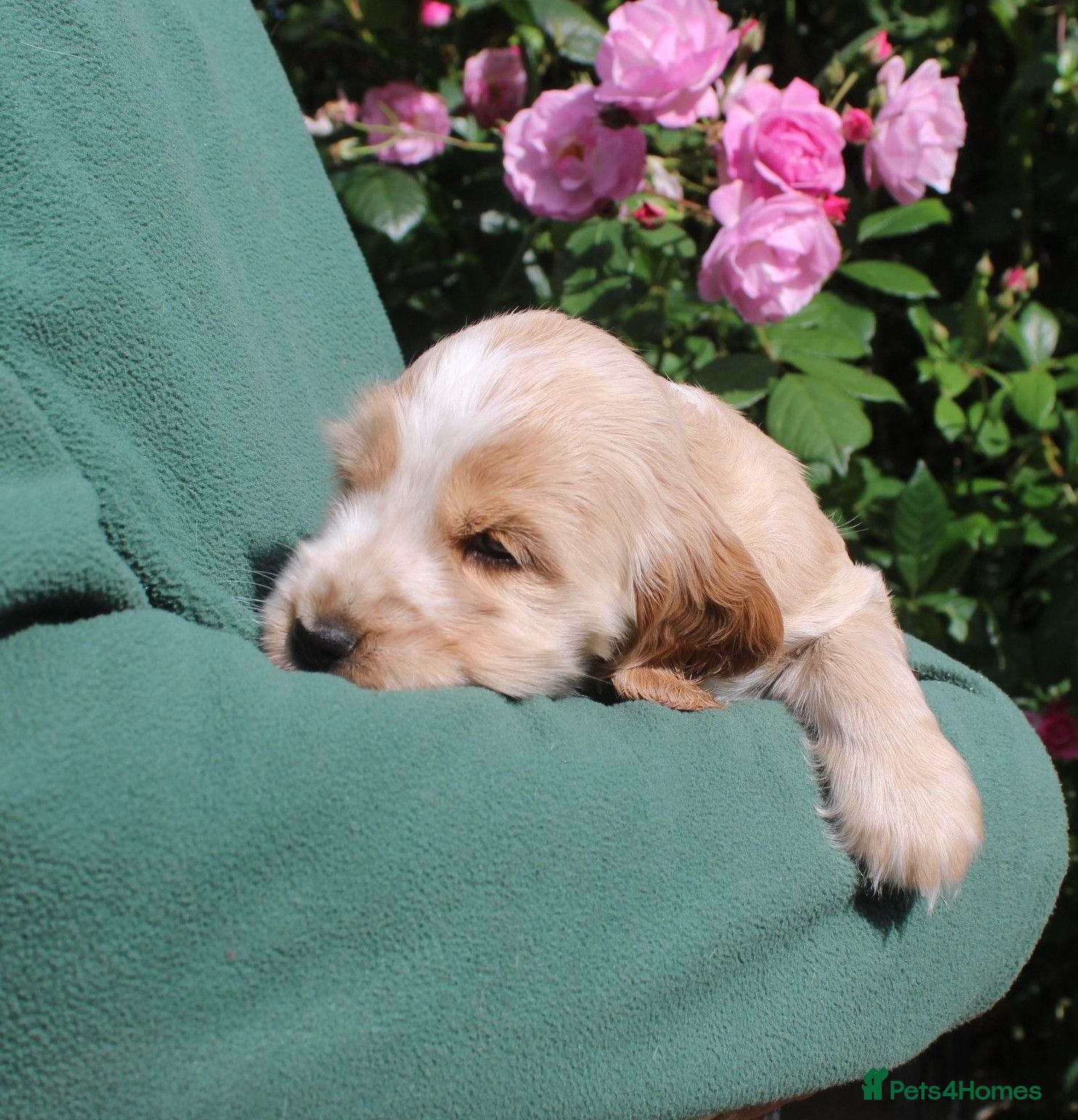 Cocker Spaniel dogs KC  Registered Show Cocker Spaniels - Advert 2