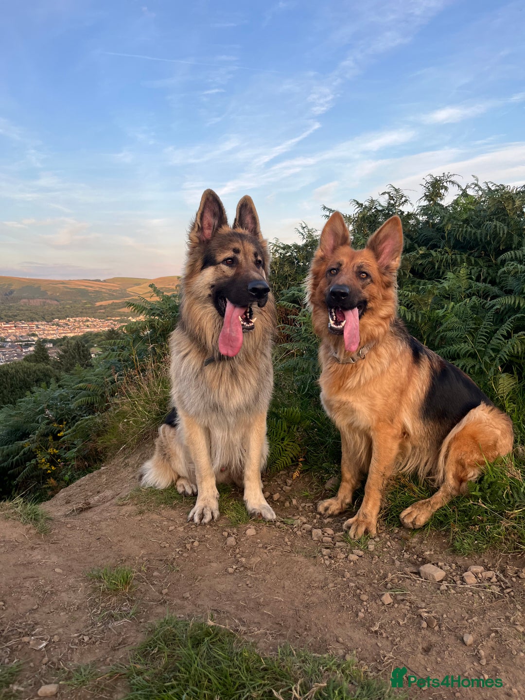 German Shepherd dogs for sale: Beautiful GSD pups - Image 26
