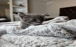British Shorthair cats for sale: Our beautiful cute shorthair blue kittens - Image 10