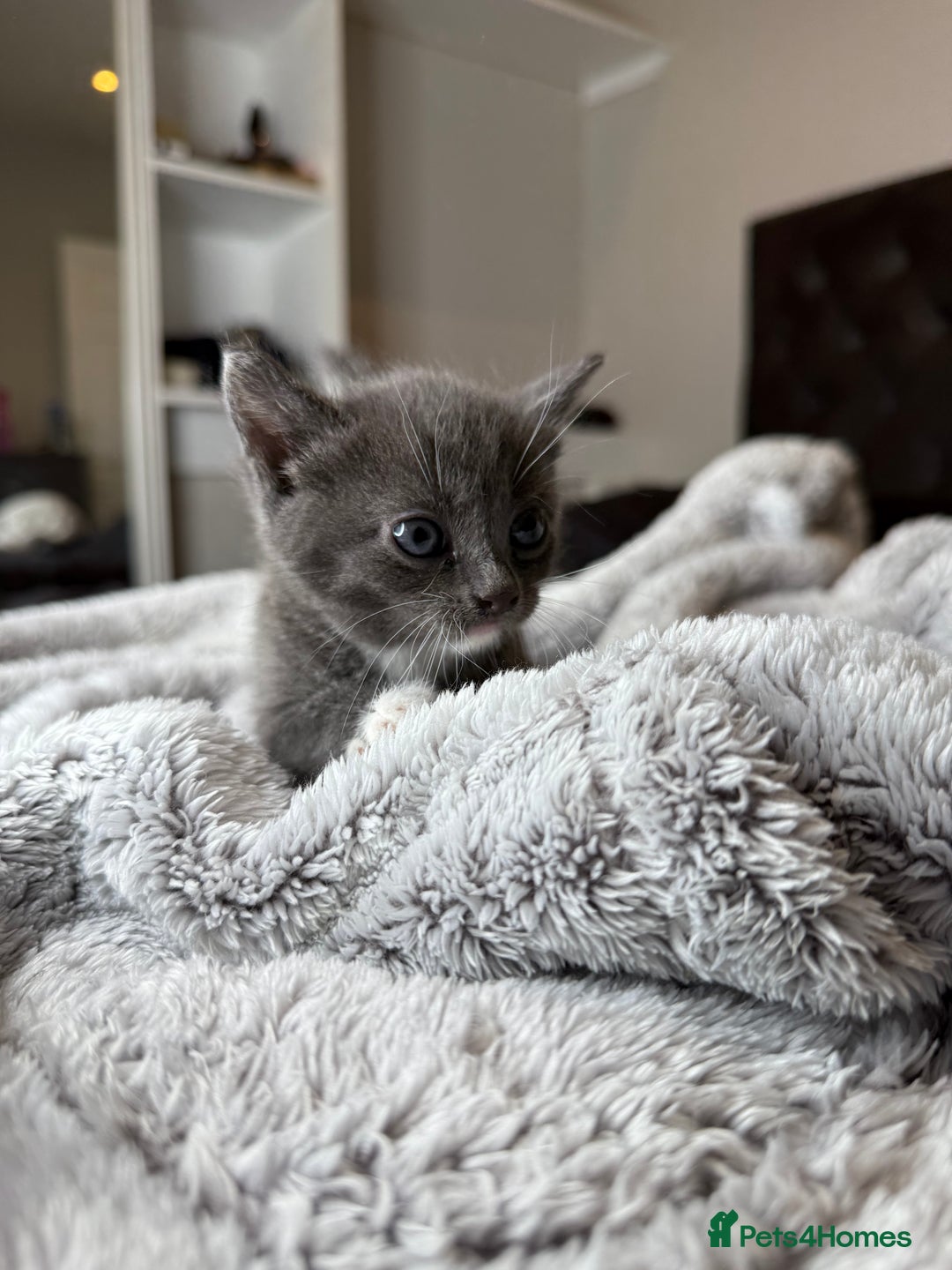 British Shorthair cats for sale: Our beautiful cute shorthair blue kittens - Image 10