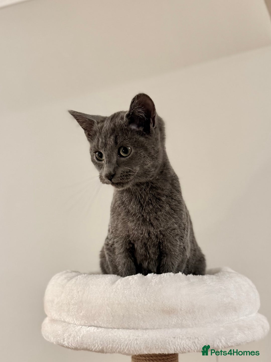 Russian Blue cats for sale: Pure Russian Blue Boy❄️ - Advert 16