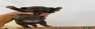 Pomeranian 2