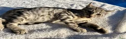 Keetso cats for sale: Awesome rare silver polydactyl female  - Advert 22