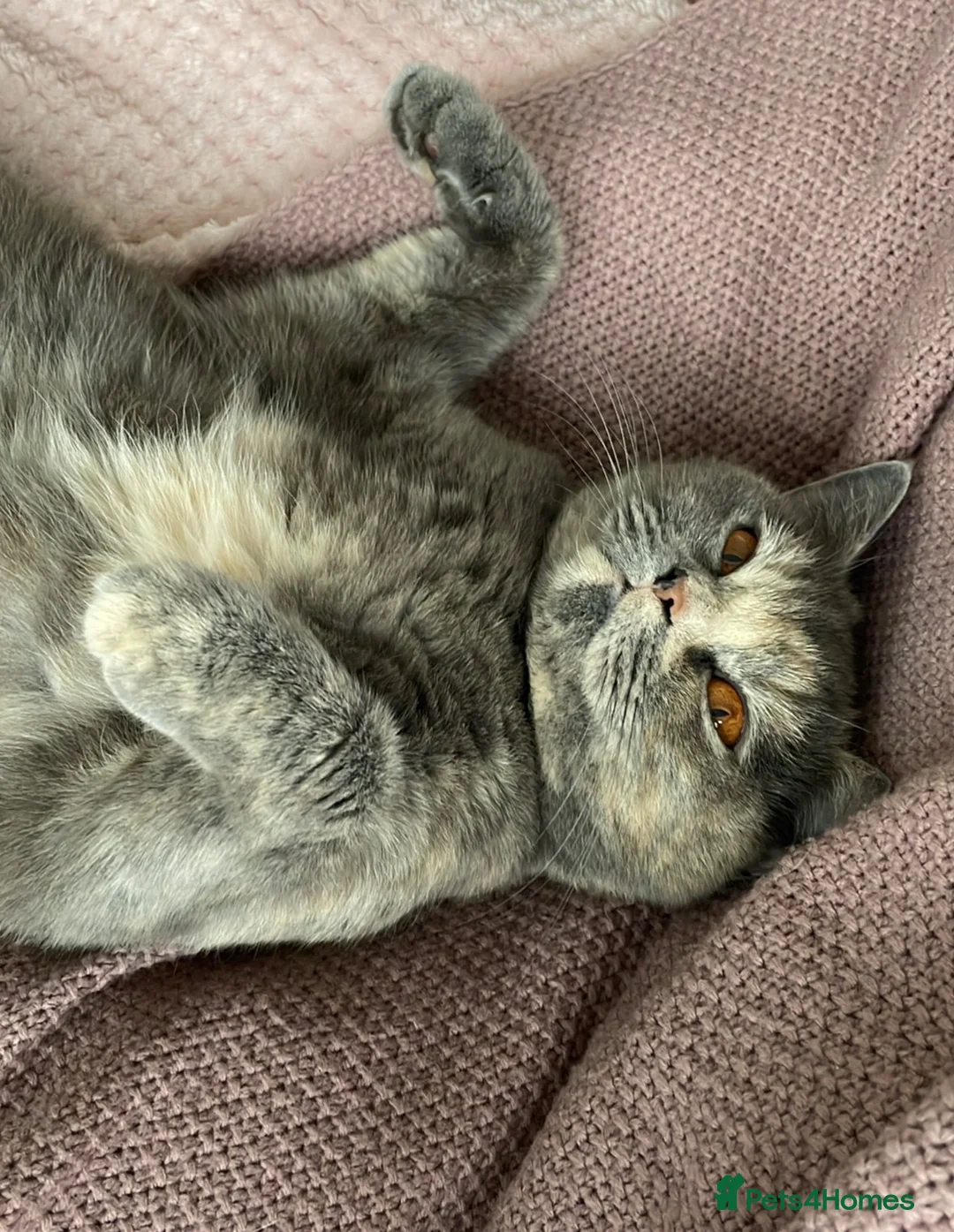 British Shorthair cats for sale: British Short hair cross  - Advert 5