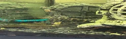 Plecos fish for sale: 2 Clown plecos for sale - Advert 3