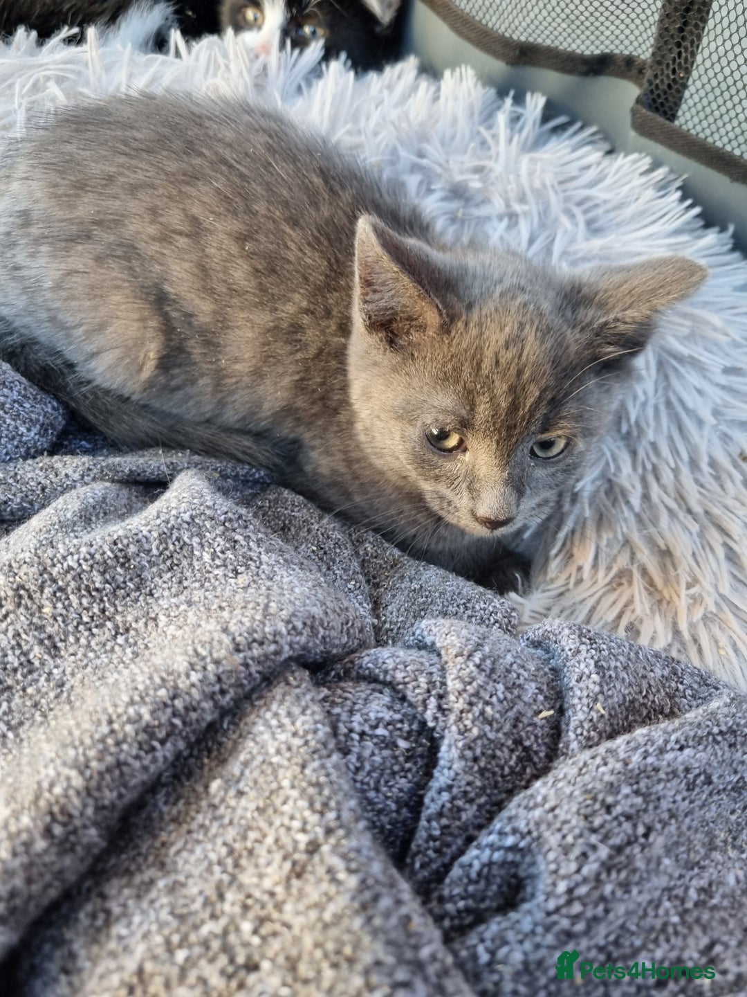 Mixed Breed cats for sale: 3 little kittens for sale - Advert 4