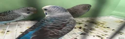 Budgerigars birds for sale: Black Wings budgies, possible split to bw/bf - Advert 14