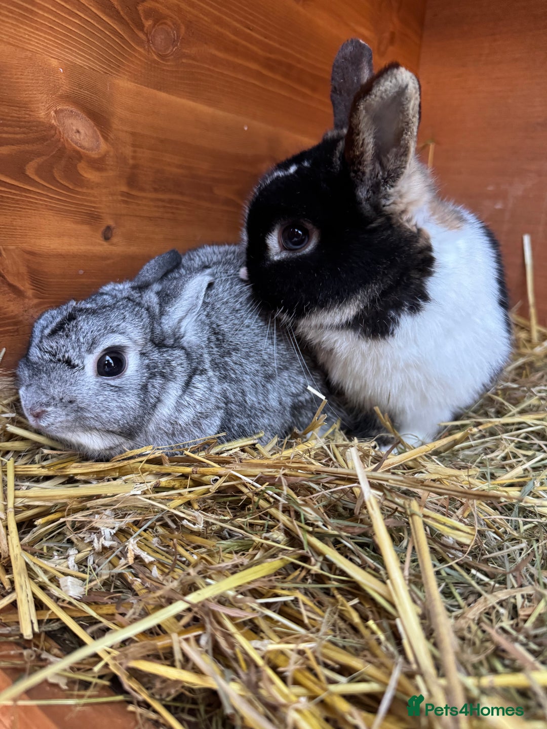 Netherland Dwarf rabbits for sale: Pair of young Netherland Dwarfs doe & buck - Advert 1