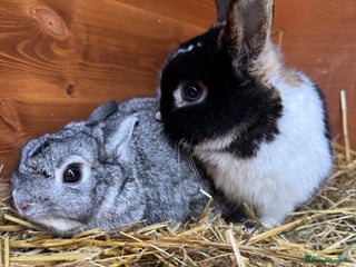 Netherland Dwarf rabbits Pair of young Netherland Dwarfs doe & buck - Advert 2