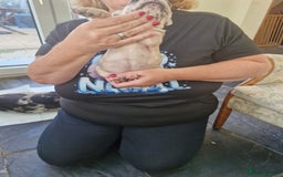 French Bulldog dogs for sale: French Bulldog Puppies - Image 5