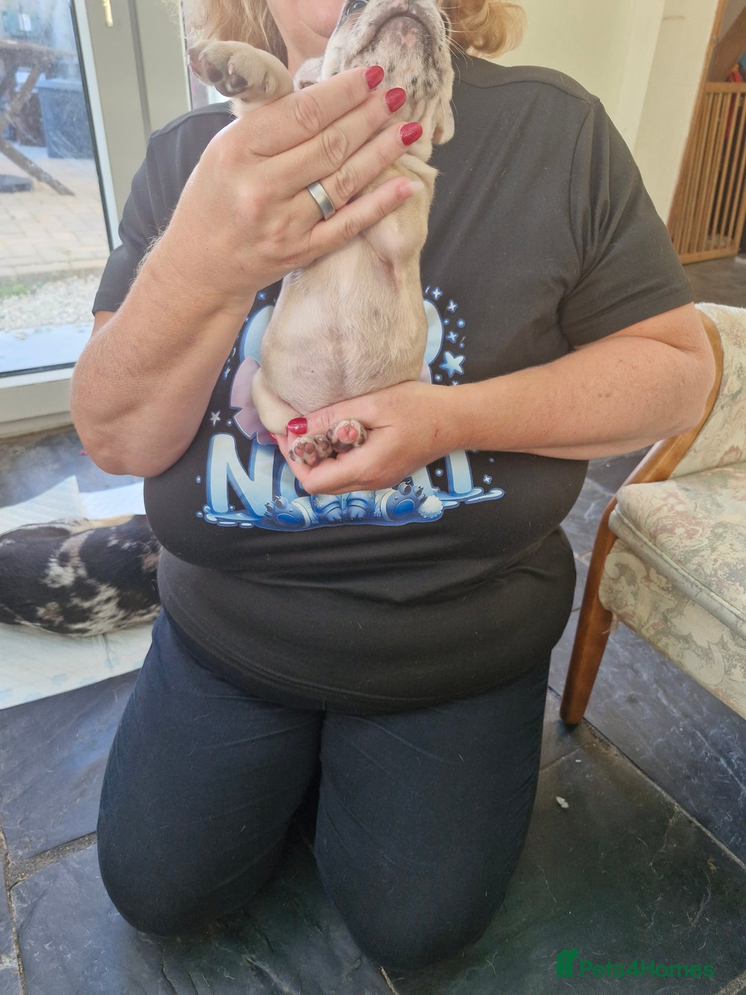 French Bulldog dogs for sale: French Bulldog Puppies - Image 5