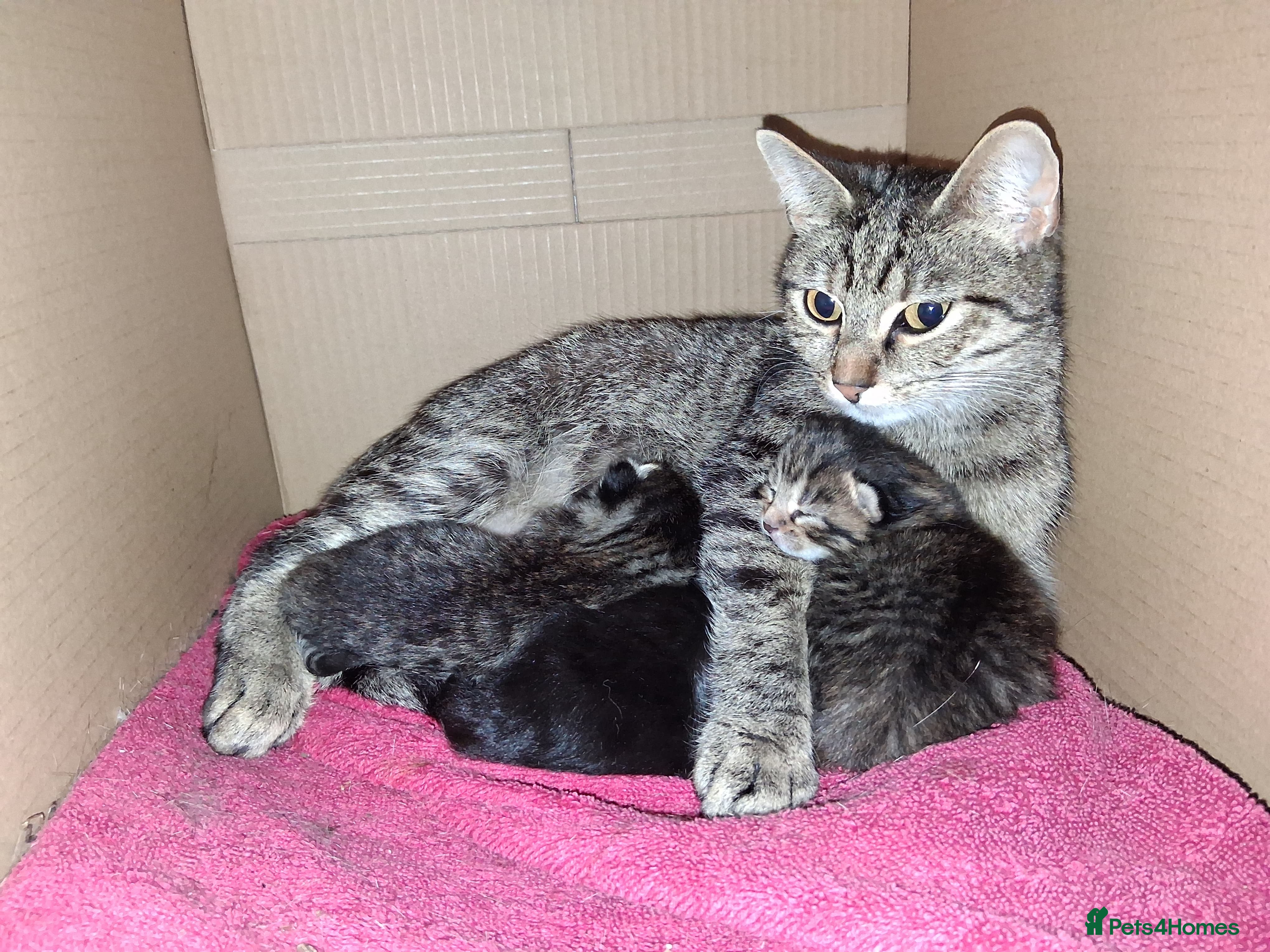 Mixed Breed cats Two beautiful kittens looking for a forever home. - Advert 1