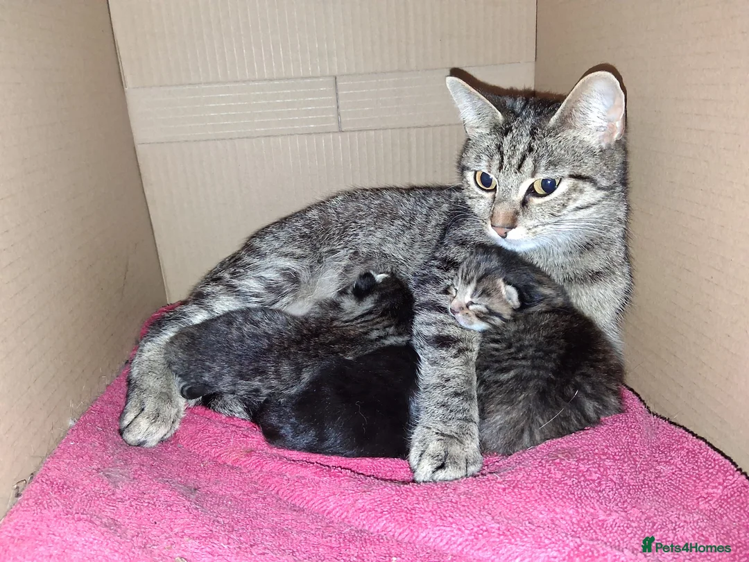 Mixed Breed cats for sale: Two beautiful kittens looking for a forever home. - Advert 1