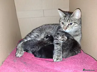 Mixed Breed cats Two beautiful kittens looking for a forever home. - Advert 1