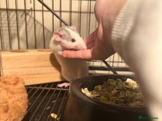 Rat rodents baby tilly is for sale x - Advert 1