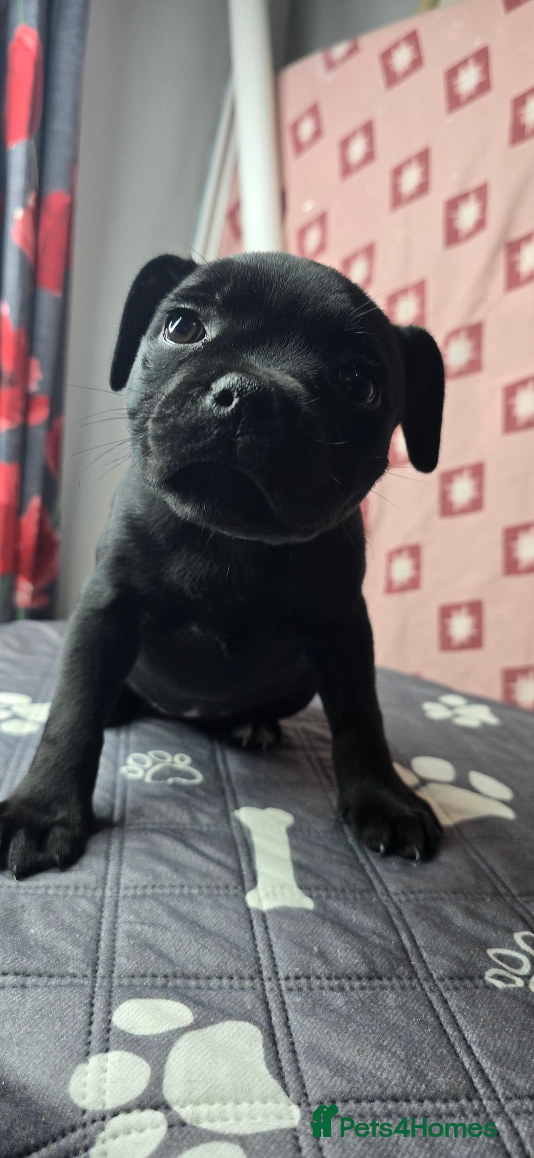 Staffordshire Bull Terrier dogs for sale: Champion bloodlines kc stafford  pups  - Advert 1