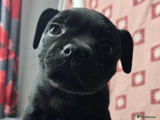 Staffordshire Bull Terrier dogs Champion bloodlines kc stafford pups - Advert 5