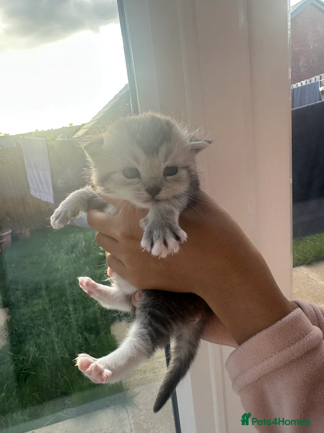 Mixed Breed cats for sale: Rare British Longhair x Scottish straight Kittens✨ - Advert 5