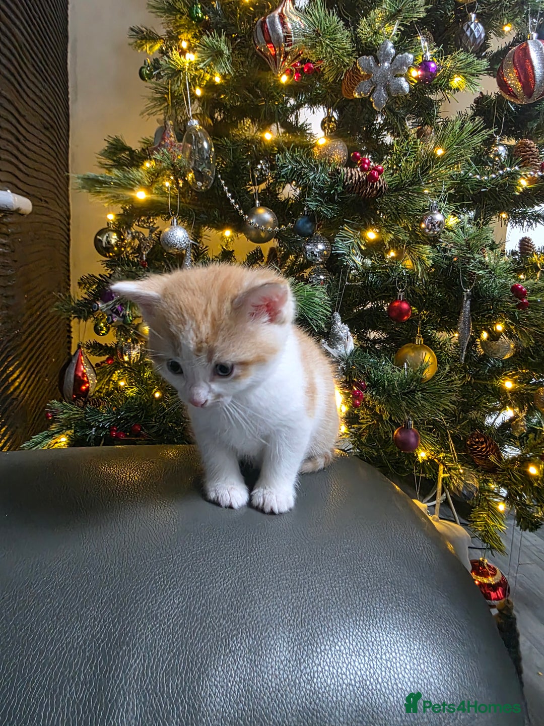 Mixed Breed cats for sale: Beautifull Kittens ready to go  - Advert 7